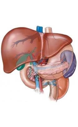 Do anabolic steroids cause liver damage?