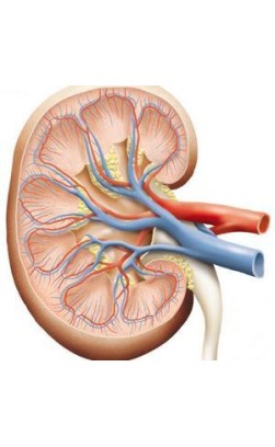 Steroids and Kidney