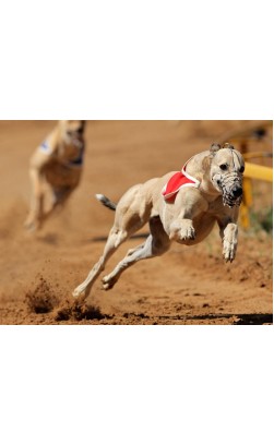 Steroids for Dogs