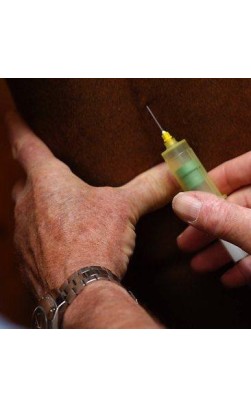 Steroids used on Horses