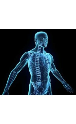 Which Steroids are Androgens