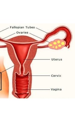 Can steroids change women’s sexual organ?